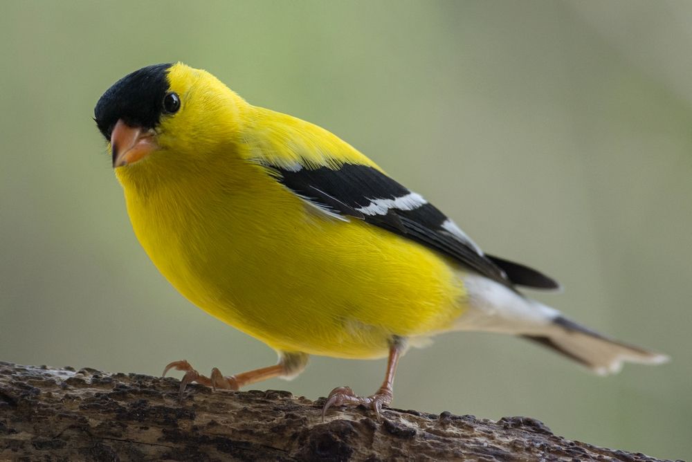 3888%20Male%20goldfinch_zps19nlondj.jpg