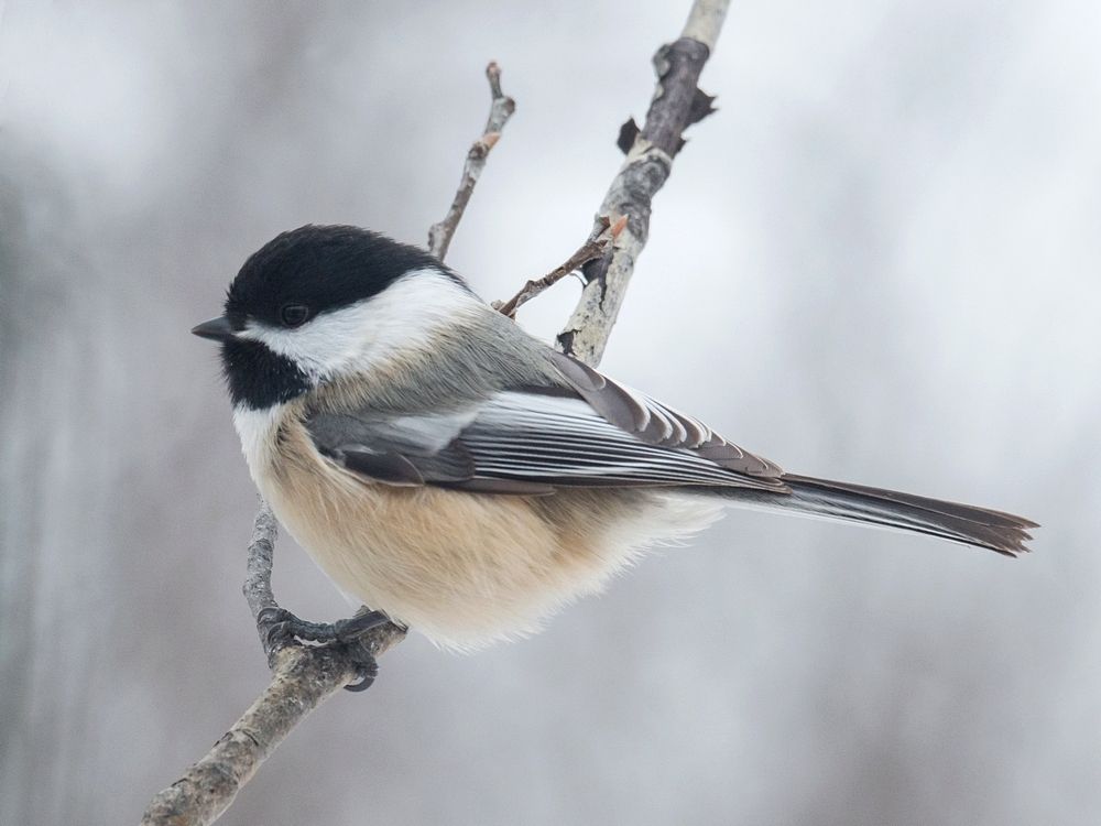 Chickadee%202%2020%20Nov%202015_zpsl917qjyi.jpg