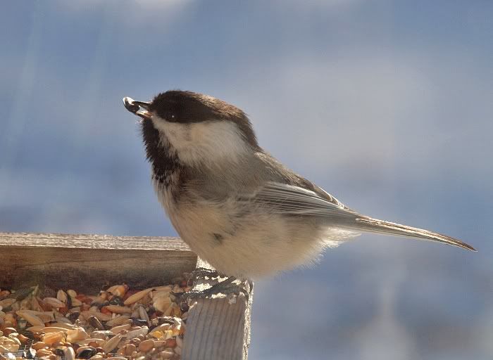 Chickadee9febseed.jpg