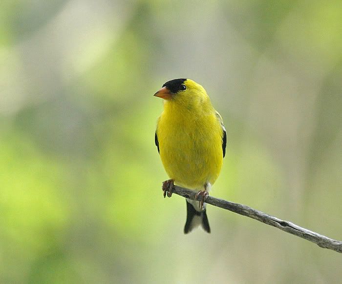 Goldfinch3.jpg