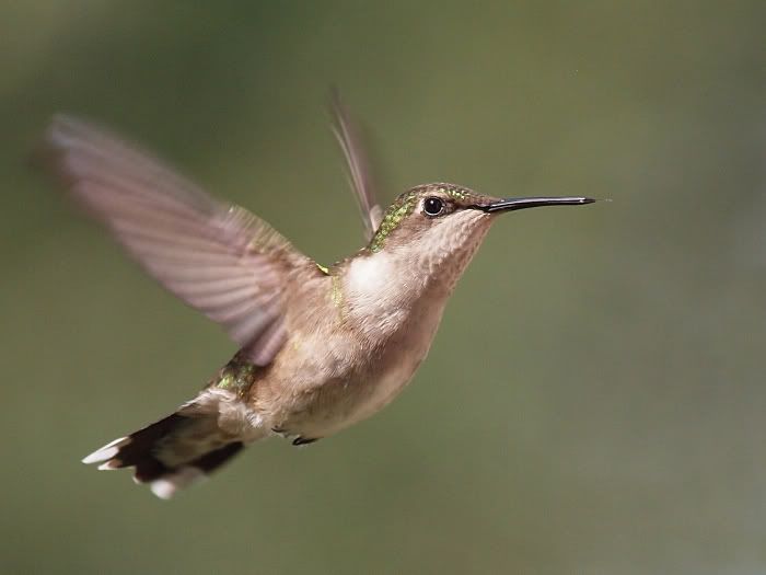 Hummer25June2011.jpg