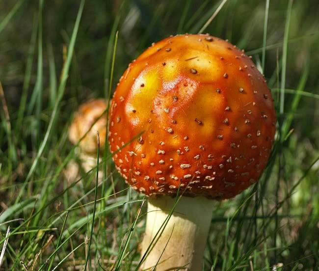 Mushroomorange.jpg