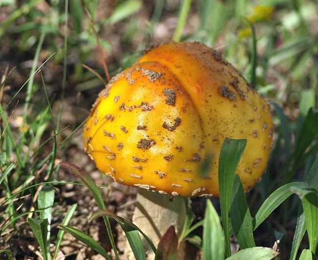 Mushroomyellow.jpg