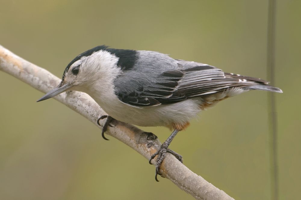 Nuthatch_zpsb3356ce5.jpg