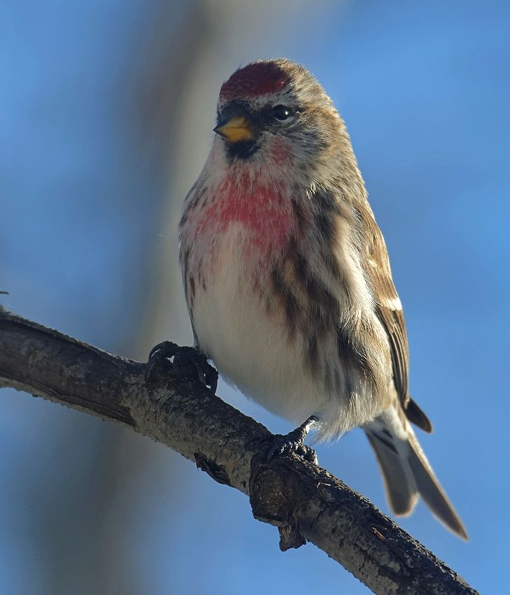 Redpoll%20dxo_zps1t6ignrf.jpg