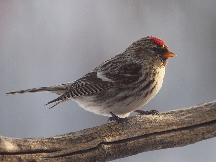 Redpoll2122013_zpse98ba4cf.jpg