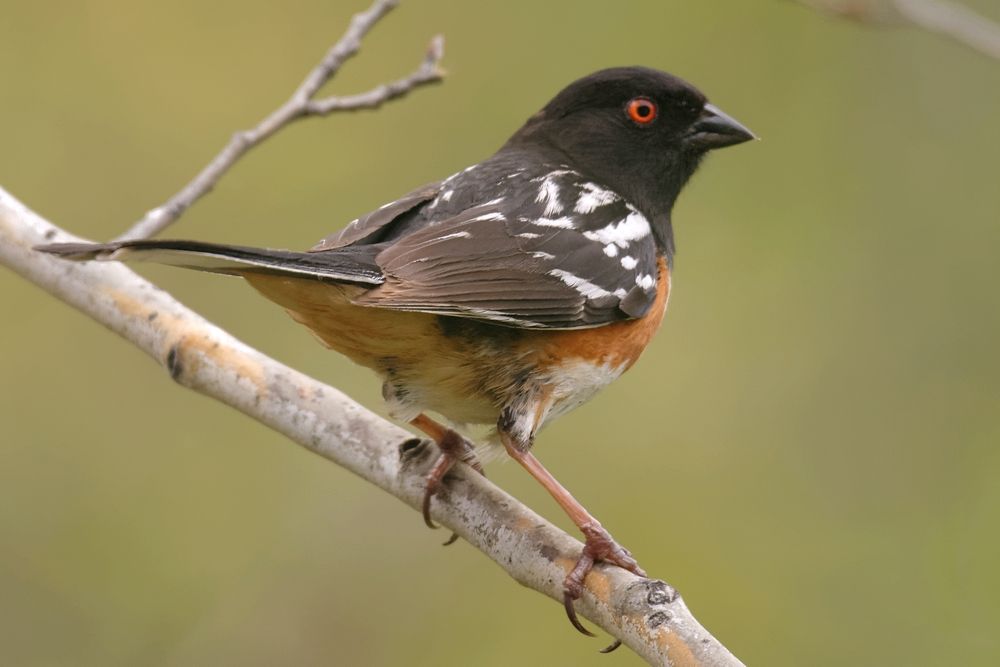 Spottedtowhee3_zpsf39fbf48.jpg