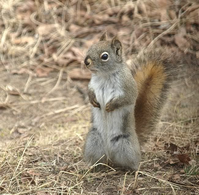 Springsquirrel.jpg