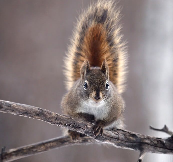 Squirrel1Dec2010.jpg