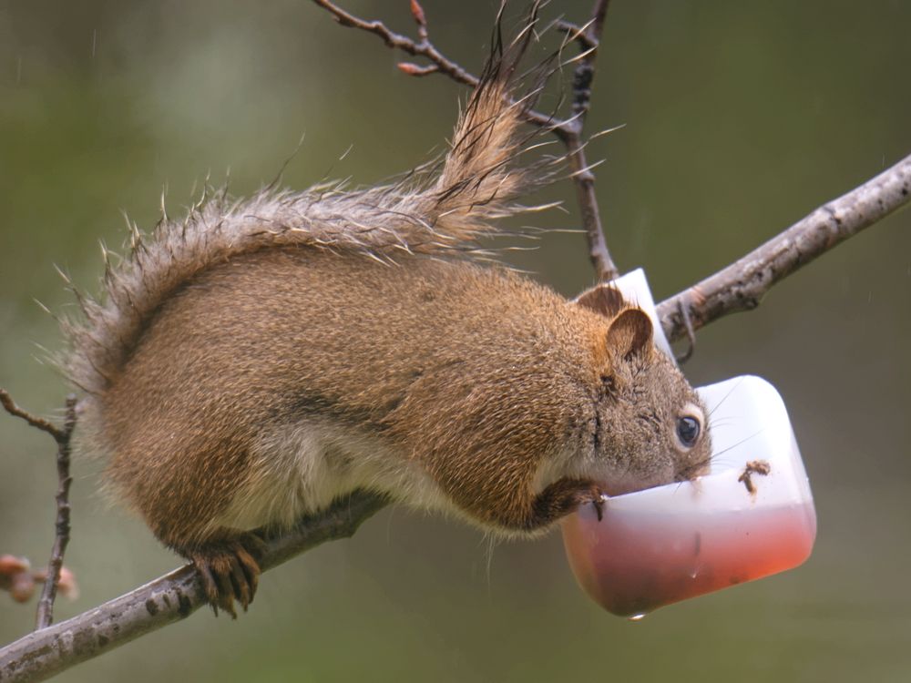 Squirreldrinking_zps82230524.jpg