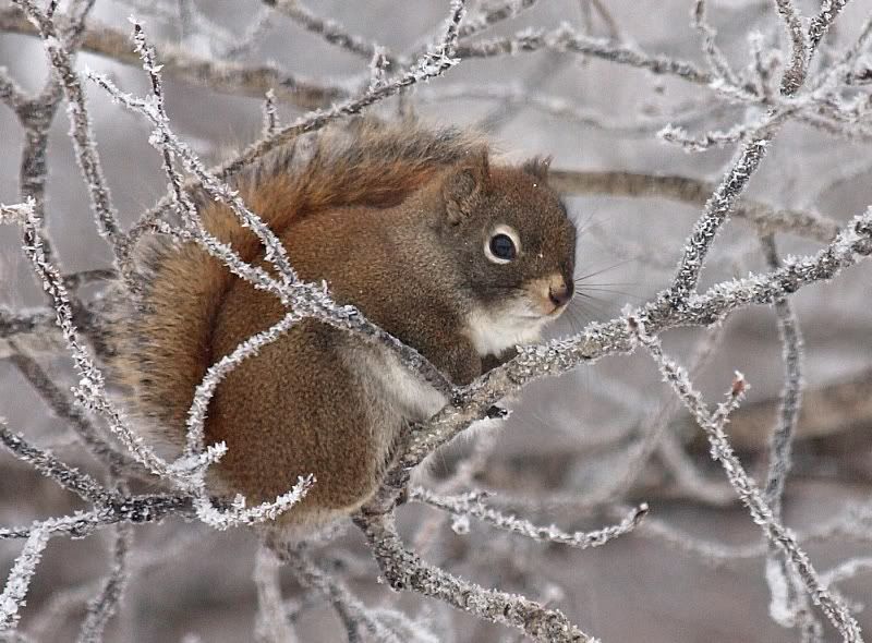 Squirrelfrostybranches.jpg