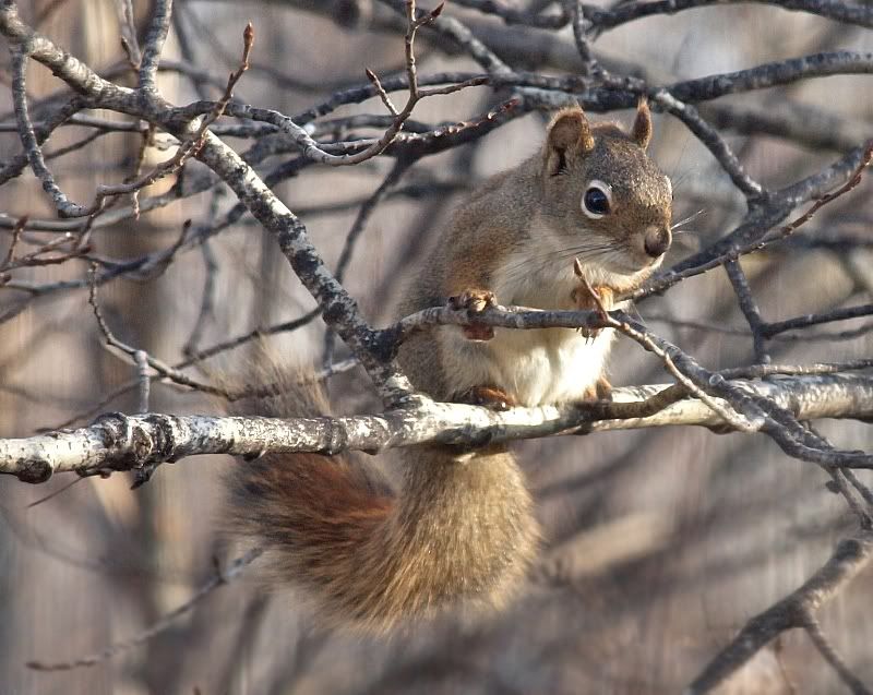 Squirreltwo8Oct2010.jpg