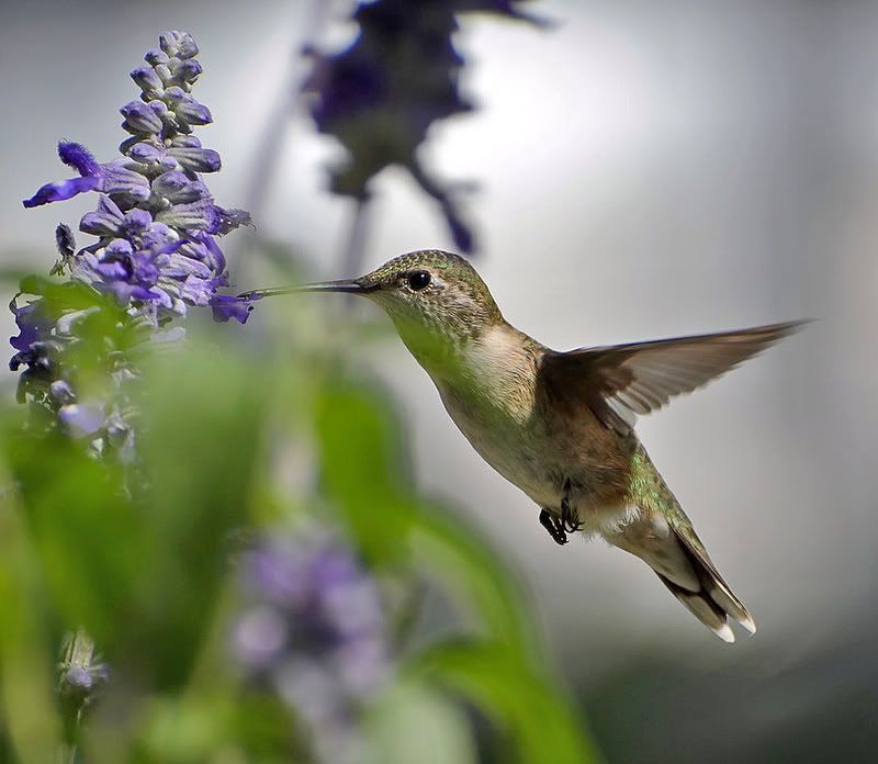 DSC9641-X2hummer.jpg