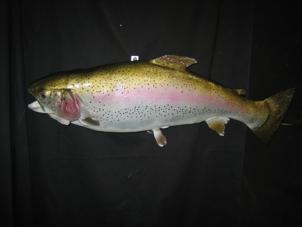 rtrout1.jpg