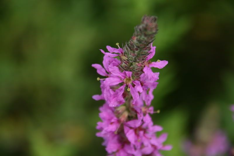 IMAGE: http://i249.photobucket.com/albums/gg204/erikhoppy/Rebel%20Shots/First%20Day%20Shots/IMG_7430.jpg