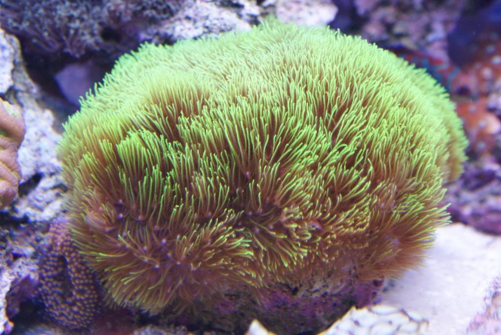 Star Polyps Care