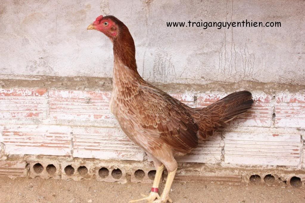 Trại gà Nguyễn Thiện - Nhập khẩu các giống gà đá trên Thế Giới - 26