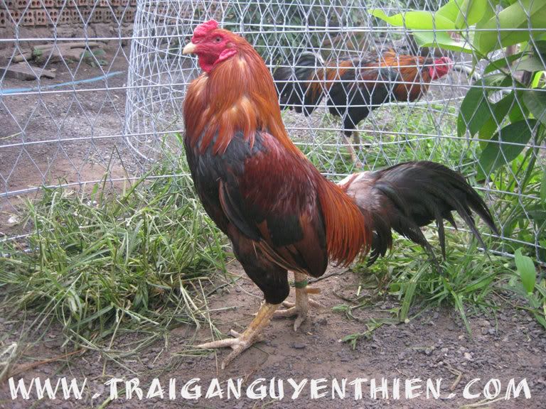 Trại gà Nguyễn Thiện - Nhập khẩu các giống gà đá trên Thế Giới - 25
