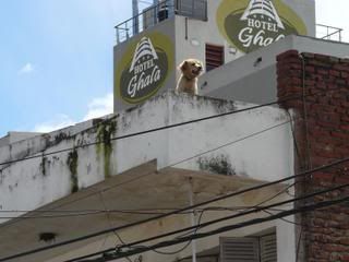 Hond op dak in Salta