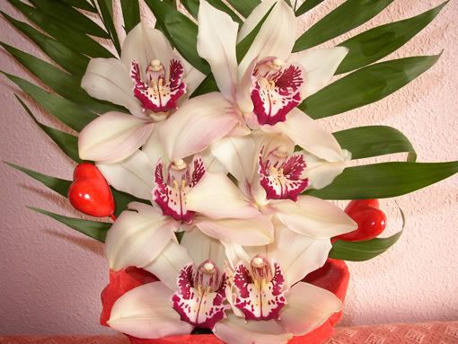 orquideas.jpg orquideas image by melvlela