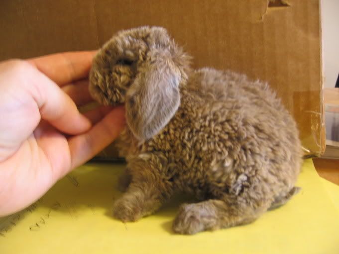 plush lop bunnies