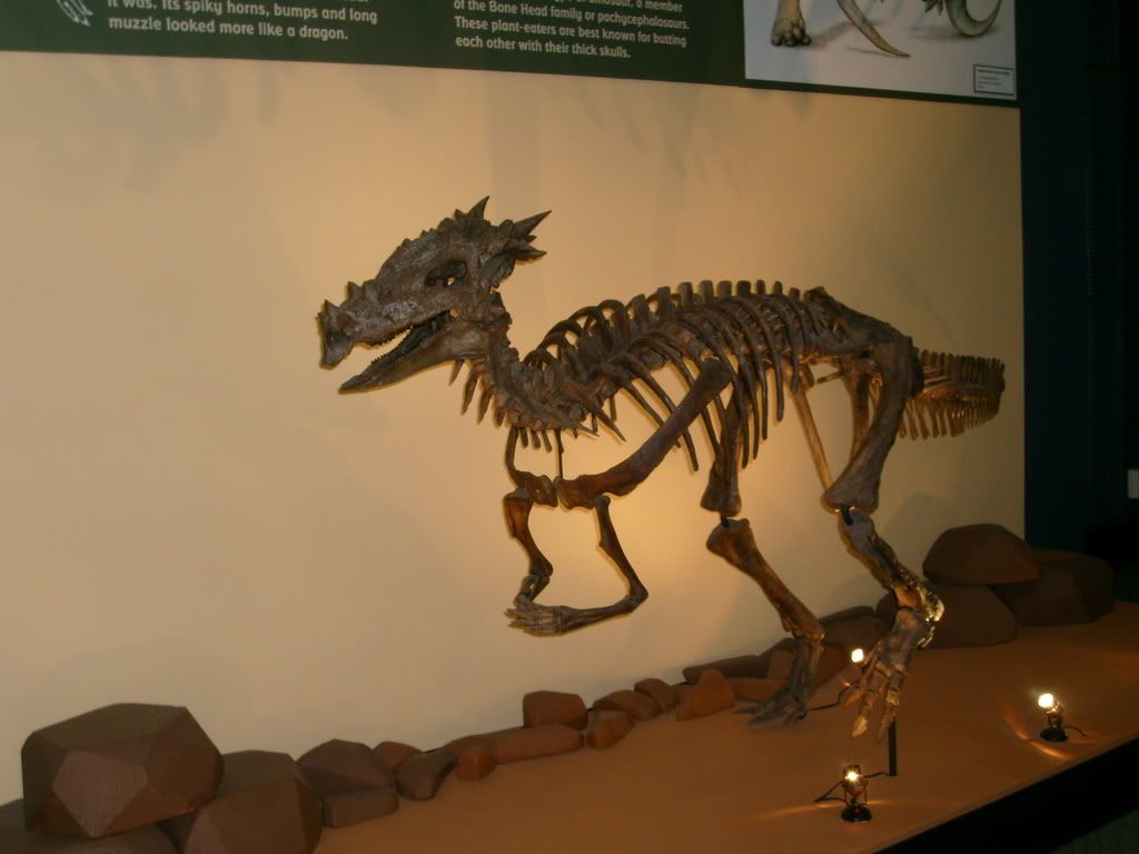 Dracorex Hogwartsia Pictures, Images and Photos