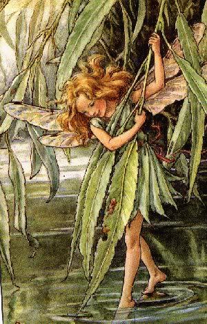 Willow Fairy Pictures, Images and Photos