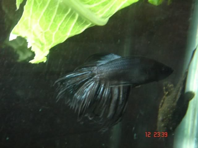 Black Crowntail Betta