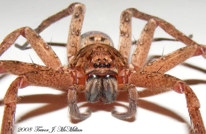 [Imagem: Brown-Huntsman-2-landscape.jpg]