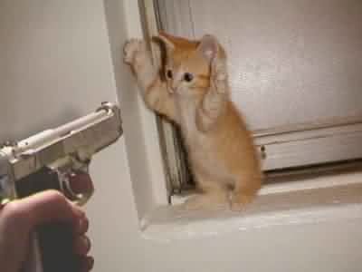 gun cat Pictures, Images and Photos