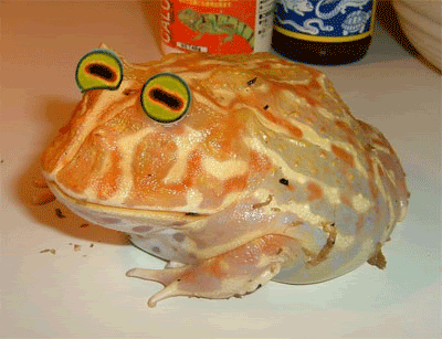 Hypno-Toad.gif