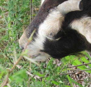 Head of goat, munching on a bush with one-inch thorns.
