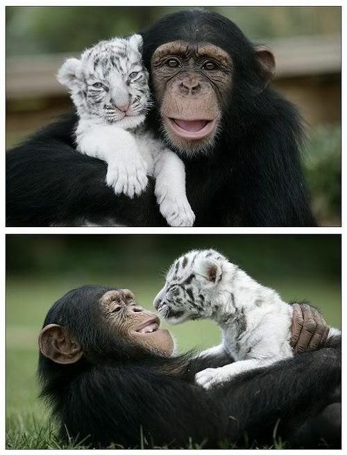 【 画像 】 仲良し！<b>チンパンジー</b>とホワイトタイガー | トーイチャンネット