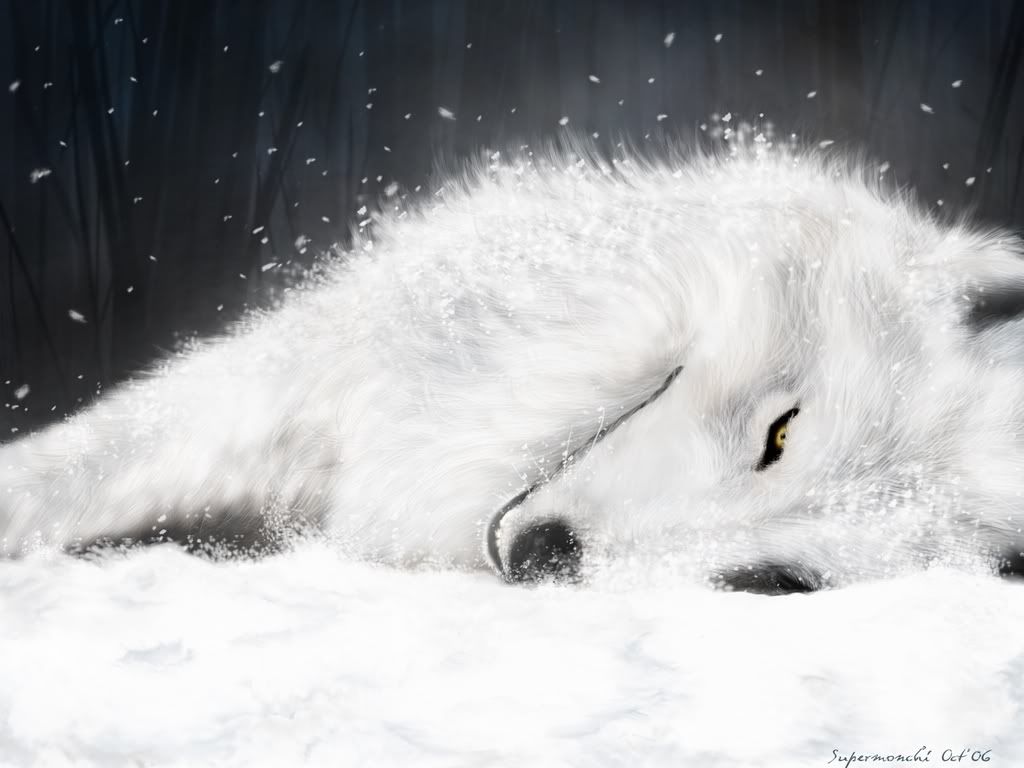 white-wolf-wolves-3582692-1024-768.jpg image by cheliecorbin