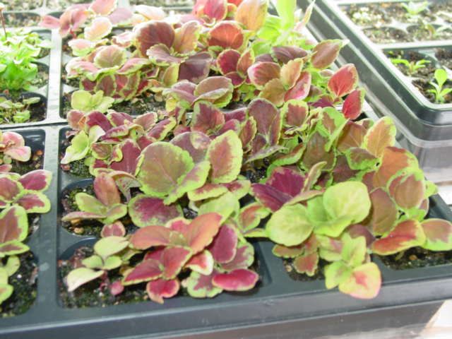 photo coleusmix_zps8389ae24.jpg