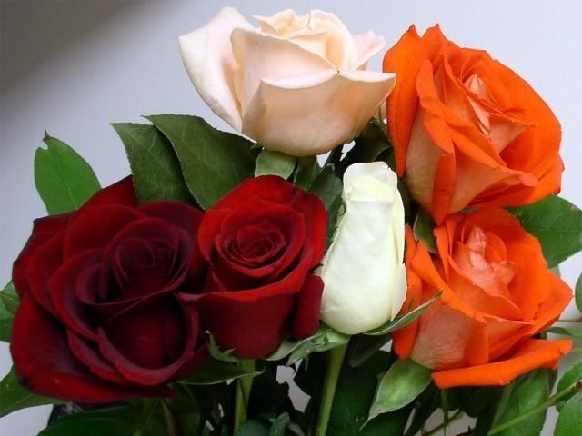 041129_roses_001_small_sized.jpg picture by almacristal555