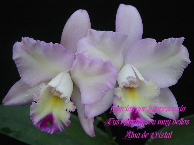 cattleya20angel20heart202-1.jpg picture by almacristal555