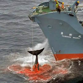 whaling Pictures, Images and Photos