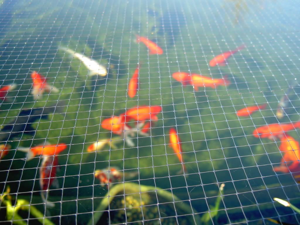 Clear Fish Pond Netting at Darren Price blog