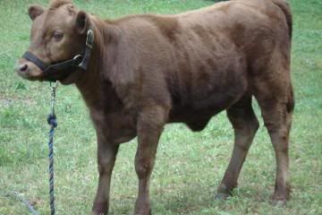 Dexter dun heifer, halter broken, Tennessee - Cattle