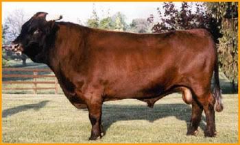 Dexter markings? - Cattle