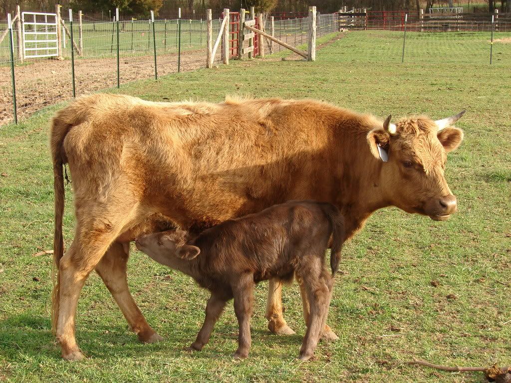 Posting calf photos - do I have this figured out yet? - Cattle