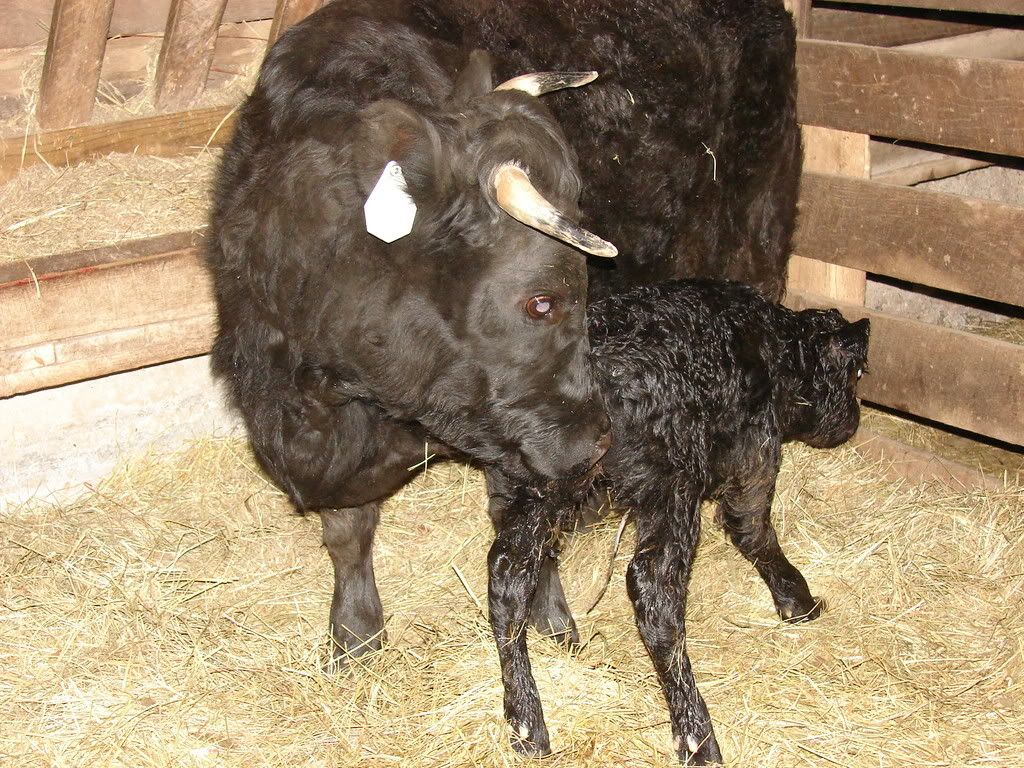 Posting calf photos - do I have this figured out yet? - Cattle