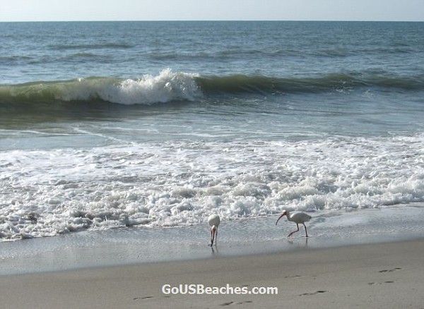 Birds looking for food in Atlantic Ocean surf - Cocoa Beach Florida