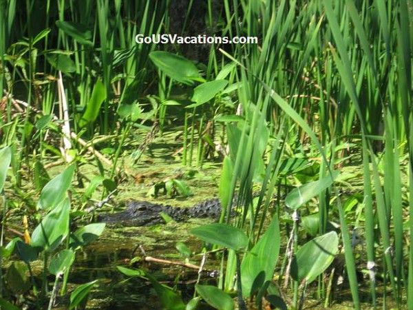 Swamp Boat Tour - Wakulla Springs Florida - alligator close to boat