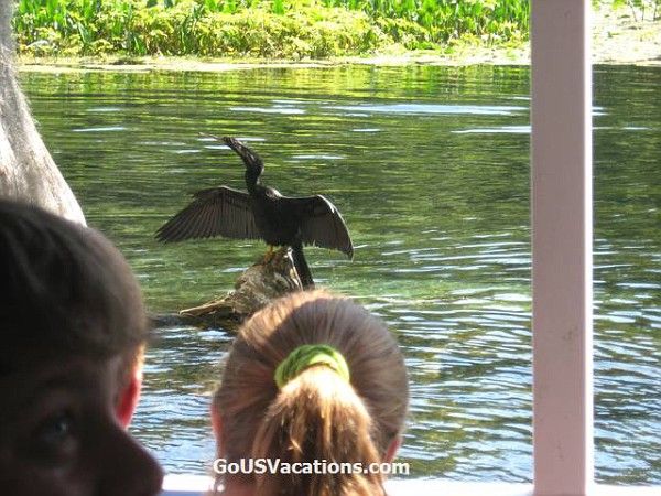 Swamp Boat Tour - Wakulla Springs Florida - big bird close