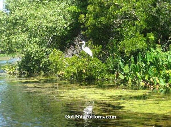 Majestic large bird - Egret - saw many sitting and flying