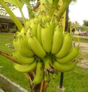 gambar pisang kapas