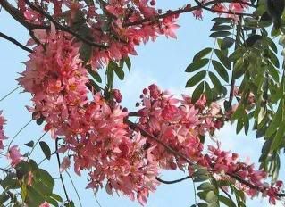 close-up pokok beriksa (Cassia Nodosa)