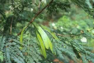 Gambar Petai Belalang (Leucaena Leucocephala)